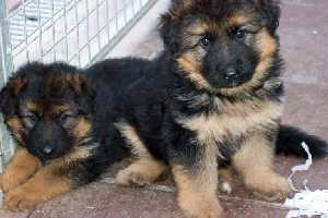Long Coated GSD Puppies